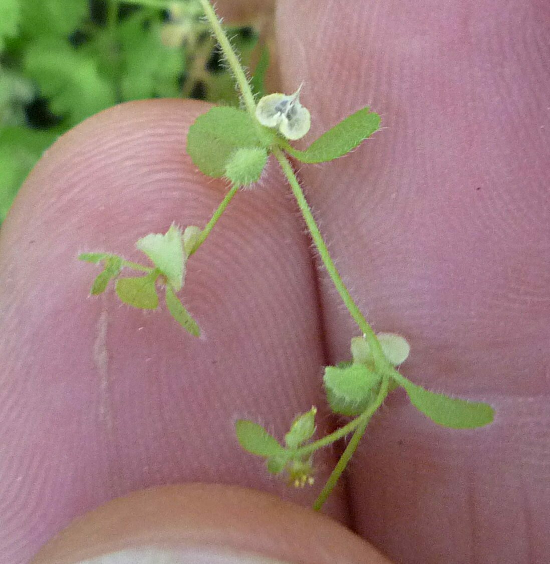 High Resolution Pterostegia drymarioides Flower